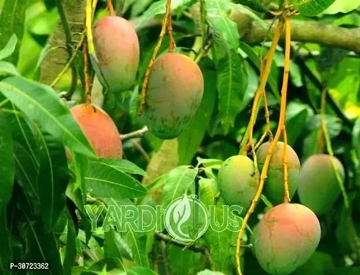 Ukanda Mango Plant HVLIVE_8-thumb0