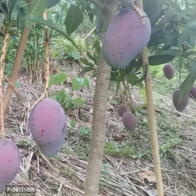 Ukanda Mango Plant Japanese Miyazaki Mango Plant-thumb2