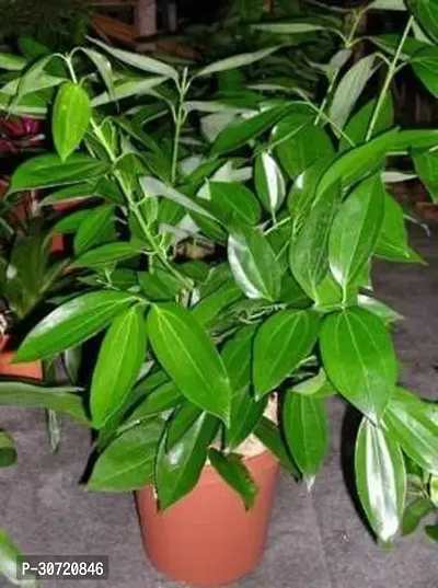 Ukanda Bay Leaf Plant TK01-thumb0