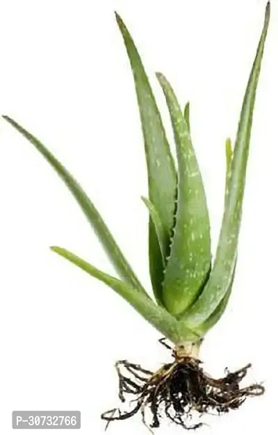 Ukanda Aloe Vera Plant 4 plant set with potting soil-thumb0