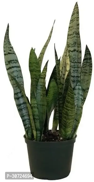 Ukanda Snake Plant PLT-084-thumb0