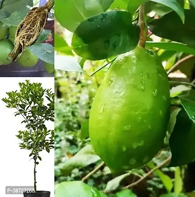 Ukanda Lemon Plant ZZX7- lemon plant-thumb0