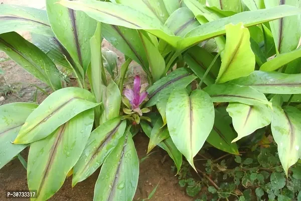 Ukanda Turmeric Plant Turmeric Plant-thumb2