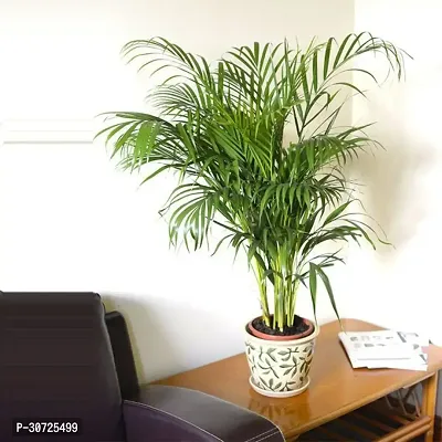 Ukanda Areca Palm Orange Plant. v09-thumb0