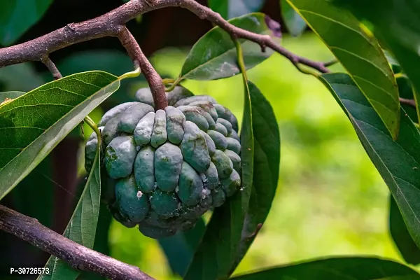 Ukanda Custard Apple Plant IEMK563-thumb0