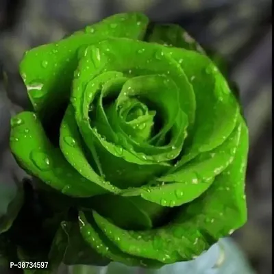 Ukanda Rose Plant Green Rose Plant 01.