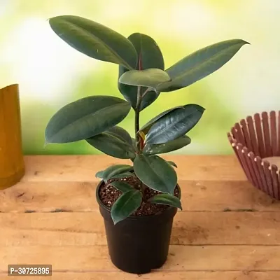 Ukanda Rubber Tree Rubber Plant Black Local-thumb0