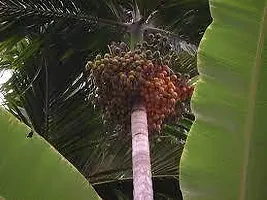 Ukanda Betel NutSupari Plant BETEL NUT HHB-thumb1