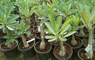 Ukanda Adenium Plant Adenium 1-thumb1