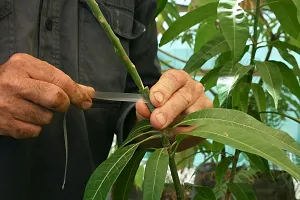 Ukanda Mango Plant Miyazaki Mango or Eggs of Sun Grafted Live Plant 2-3 Feet Japanese Taiyo no Tamago Variant Mango Plant-thumb2