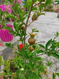 Ukanda Pomegranate Plant PomegranateAnar Super Bhagwa(Graft) Fruit PLANT-thumb2