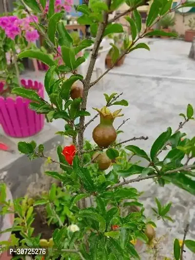 Ukanda Pomegranate Plant PomegranateAnar Super Bhagwa(Graft) Fruit PLANT-thumb3