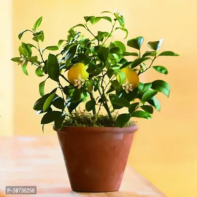 Ukanda Lemon Plant lemon plant 996-thumb0