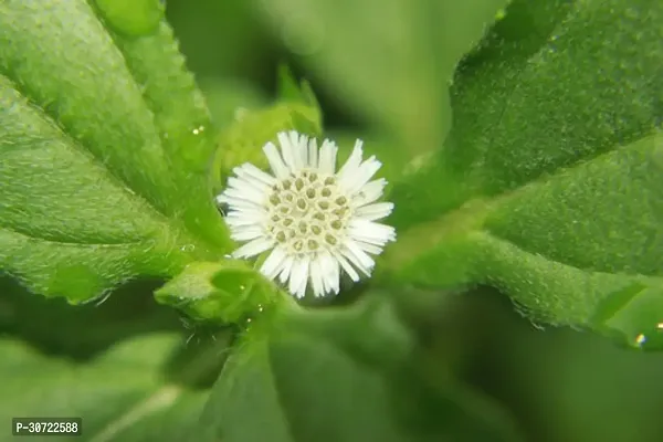 Ukanda Bhringraj Plant Bhringraj (White)Eclipta alba Medicinal Plant-thumb2