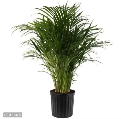 Ukanda Areca Palm Areca991-thumb0