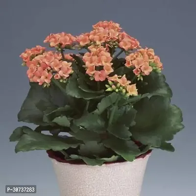 Ukanda Kalanchoe Plant kalanchoe plant _ 16-thumb0