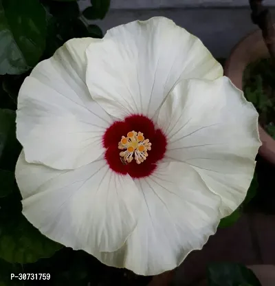 Ukanda Hibiscus Plant Hibiscus WhiteEW30019-thumb0