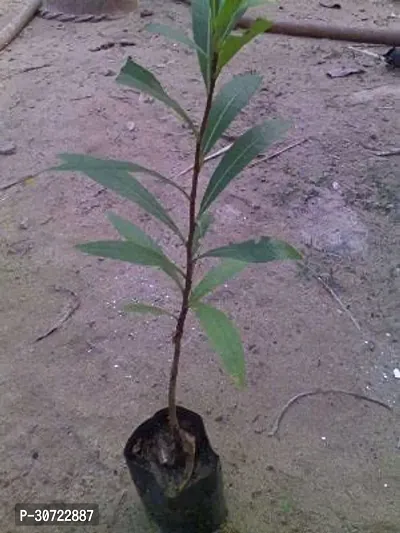 Ukanda Tamarind Plant arjuna23-thumb0