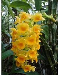 Ukanda Lily Plant Dendrobium densiflorum orchid-thumb1