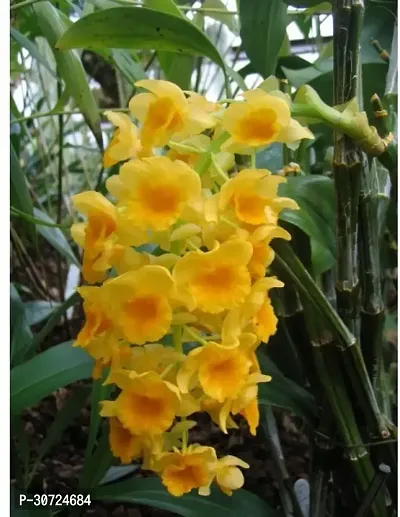 Ukanda Lily Plant Dendrobium densiflorum orchid-thumb2