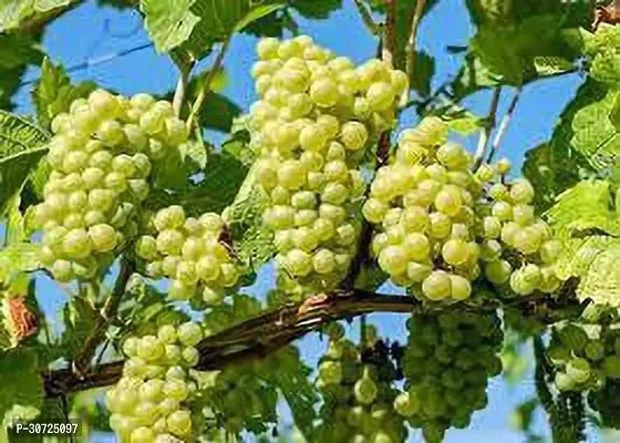 Ukanda Grapes Plant HYBRID ANGUR KKL2-thumb0