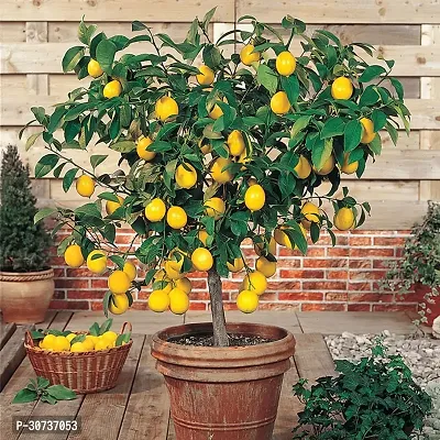 Ukanda Lemon Plant Lemon 10 Plant-thumb0