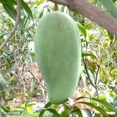 Ukanda Mango Plant Noor jahan Grafted Live Mango Plant-thumb2