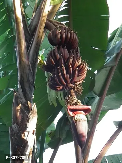 Ukanda Banana Plant Dwarf Jamaican Banana Plant-thumb2