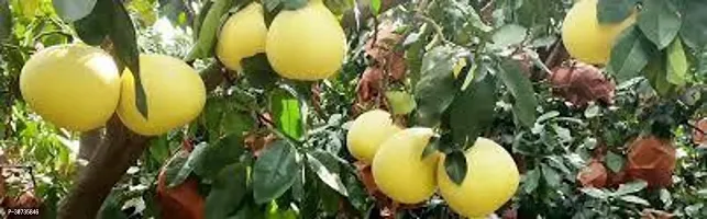 Ukanda Lemon Plant BATABI LEMON-thumb0