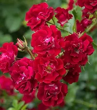 Ukanda Rose Plant Climbing Rose Plant-23-thumb1