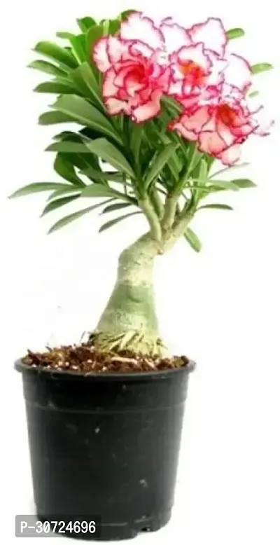 Ukanda Adenium Plant Adenium-thumb2