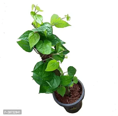 Ukanda Magai Paan Betel Leaf Plant Green Earth Pan Betel Leaf-thumb0