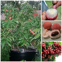 Ukanda Litchi Plant HLP-thumb2