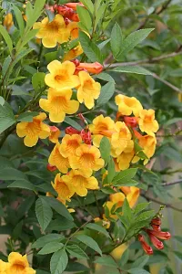 Ukanda Tecoma Plant Tecomayellow trumpetbushyellow bellsyellow elderginger-thomas chandra prabha flower plant-thumb1