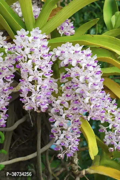 Ukanda Orchid Plant Orchid Flower Plant-thumb0