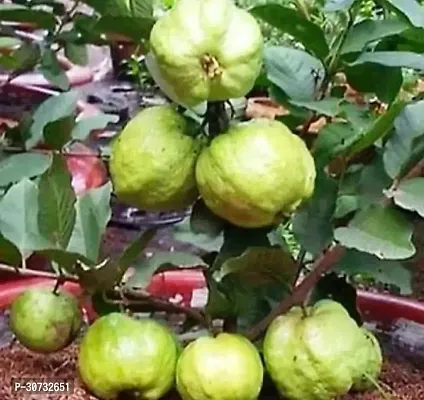 Ukanda Guava Plant Guava Plant ( Best Guava Plant 0-thumb0