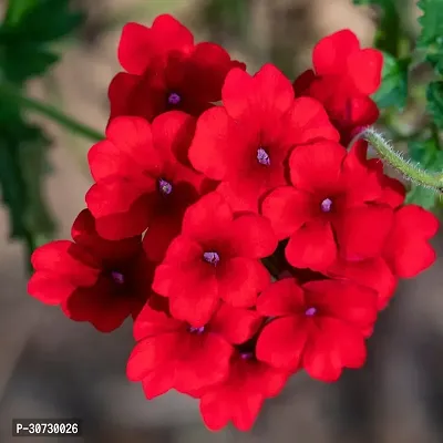 Ukanda Verbena Plant Verbena Flower Plant ( red )-thumb2