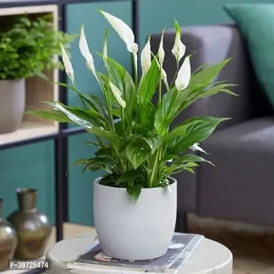 Ukanda Peace Lily Plant peace lily plant0082-thumb0