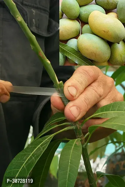 Ukanda Mango Plant GHSL45 Mango Live plant-thumb0