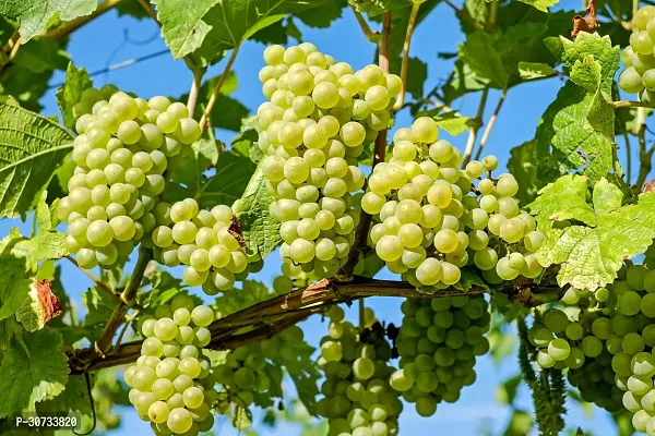 Ukanda Grapes Plant GREEN GRAPES LIVE PLANT - GRAFTED-thumb0