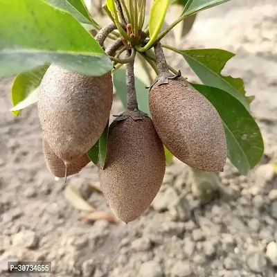 Ukanda Chiku Plant THAI LONG CHIKOOFRUIT GRAFTED PLANT-T37-thumb2