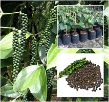 Ukanda Black Pepper Plant Kesar Black Pepper Plant For Outdoor Garden-thumb1