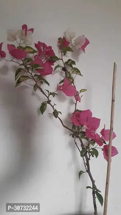 Ukanda Bougainvillea Plant RWBOUGAIN-thumb2