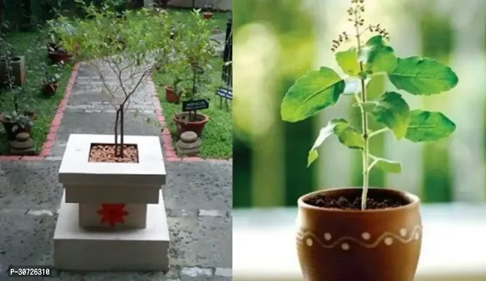 Ukanda Tulsi Plant GROWING TULSHI CHILD PLANT-thumb0