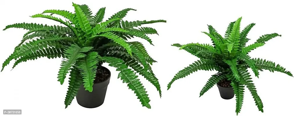 Ukanda Fern Plant Fern Plants Combo-thumb0