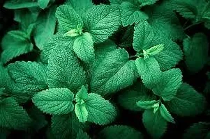 Ukanda Mint Plant MINT PLANT TDZZ-thumb2