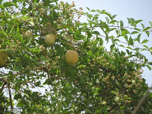 Ukanda Bel Plant Bel Tree, Bilva Patra, Bel Patra Grafted Live Plant Produce Big Size Fruit within 1 year-thumb0