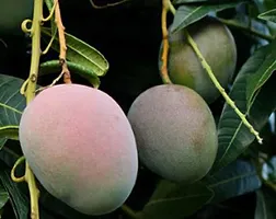 Ukanda Mango Plant GULAB KHAS SWEET MANGO (GRAFTED) FRUIT PLANT-thumb1