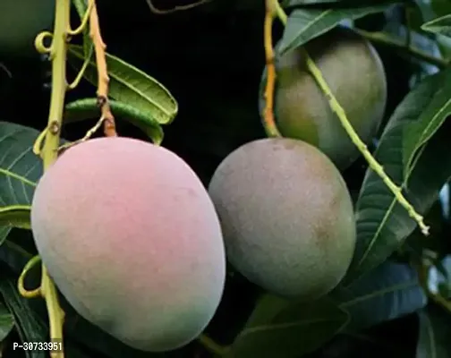 Ukanda Mango Plant GULAB KHAS SWEET MANGO (GRAFTED) FRUIT PLANT-thumb2