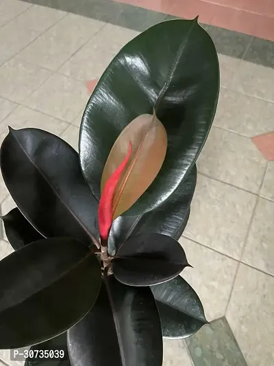 Ukanda Rubber Tree Live Rubber Plant Of Indoor Home DecorationAir Puriflcation v5 Mjr45-thumb3